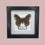 Cecropia Moth