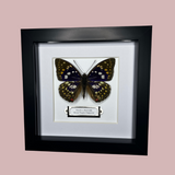 Great Purple Emperor