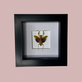 B Grade Jewelled Flower Mantis
