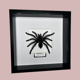 Cobalt Blue Tarantula