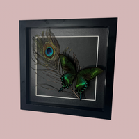 Peacock Frame