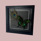 Peacock Frame