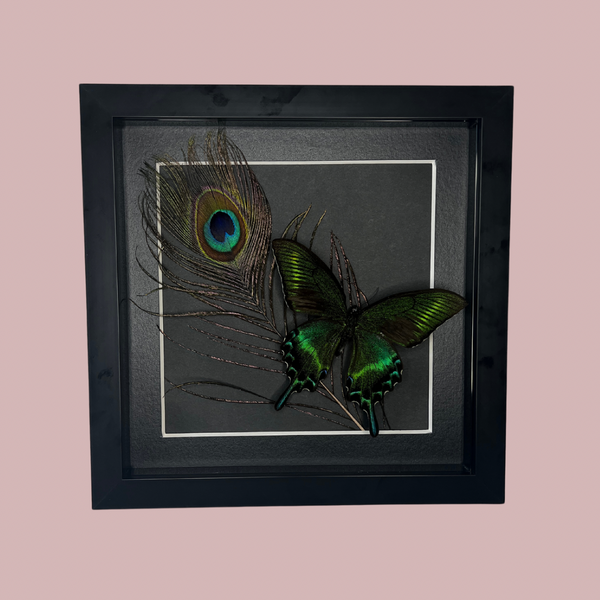 Peacock Frame