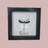 Stream Glory Damselfly - Large