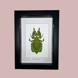 Leaf Insect