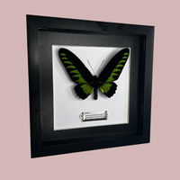 Rajah Brooke’s Birdwing