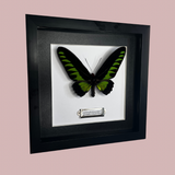 Rajah Brooke’s Birdwing