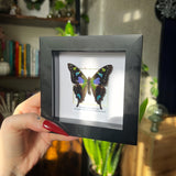 Purple Spotted Swallowtail