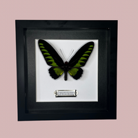 Rajah Brooke’s Birdwing