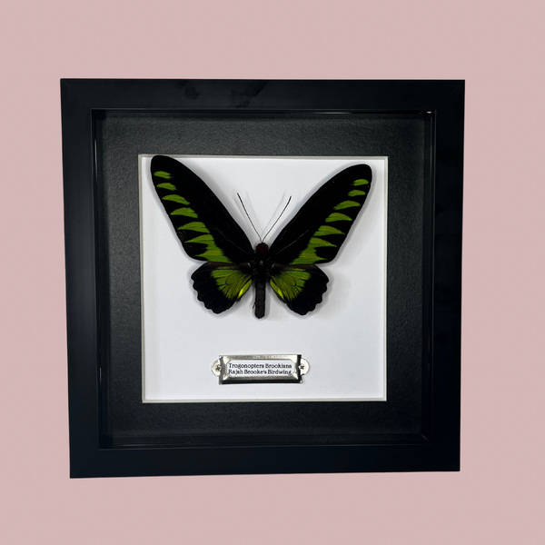 Rajah Brooke’s Birdwing