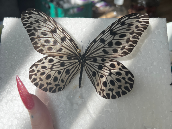 B Grade Giant Tree Nymph