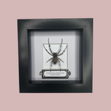 Nephilid Spider