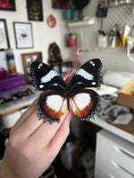 B Grade Madagascar Diadem Butterfly