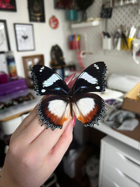 B Grade Madagascar Diadem Butterfly
