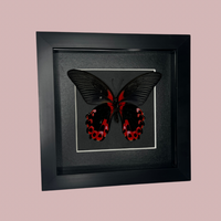 Scarlet Mormon