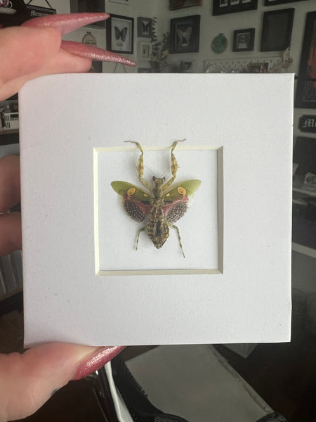 B Grade Jewelled Flower Mantis