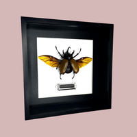 5 Horned Rhino Beetle