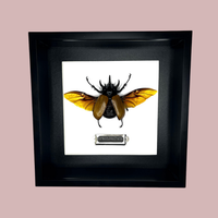 5 Horned Rhino Beetle