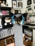 B Grade - Charaxes Butterfly