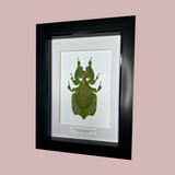 Leaf Insect