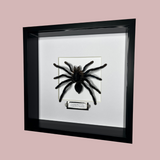 Cobalt Blue Tarantula