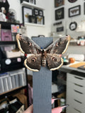 B Grade Giant Peacock Moth