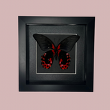 Scarlet Mormon