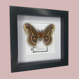 Cecropia Moth