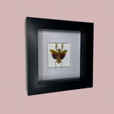 B Grade Jewelled Flower Mantis