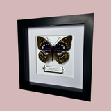 Great Purple Emperor