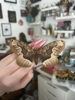 Siberian Owl moth