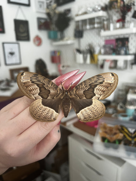 Siberian Owl moth