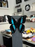 B Grade Blue Banded Butterfly