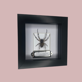 Nephilid Spider