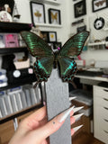 B Grade - Peacock Frame