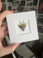 B Grade Jewelled Flower Mantis