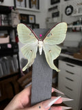 B Grade - Luna Moth
