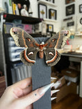 B Grade Robin Moth -