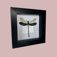 Stream Glory Damselfly