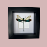 Stream Glory Damselfly