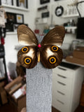 B Grade - Urania Owl Butterfly