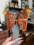 B Grade Atlas Moth