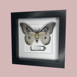Ghostly Silk Moth