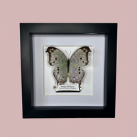 Forest Mother-of-Pearl