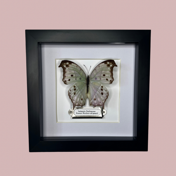 Forest Mother-of-Pearl