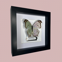 Forest Mother-of-Pearl