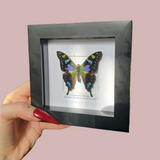 Purple Spotted Swallowtail