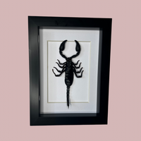 Emperor Scorpion