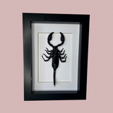 Emperor Scorpion