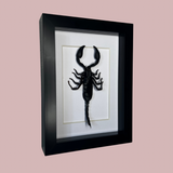 Emperor Scorpion